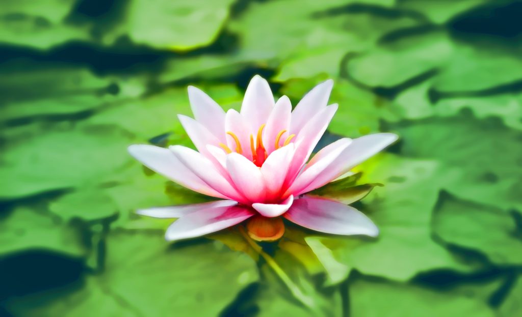 Photo by Pixabay from Pexels