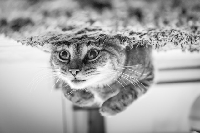 Photo by Pixabay from Pexels